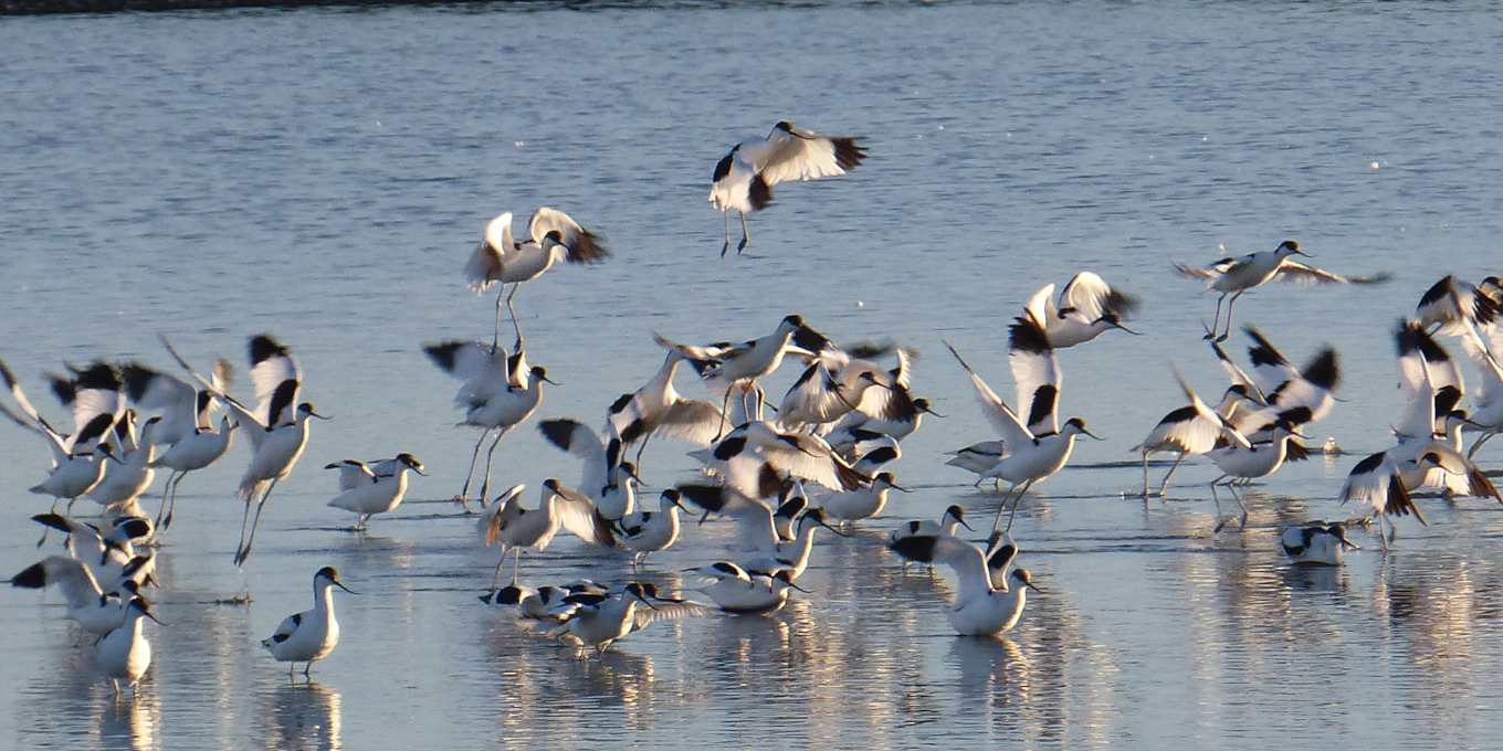 La réserve naturelle de Moëze-Oléron, une découverte en 1,5 heure